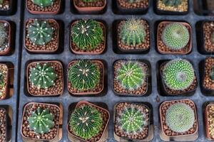 Many potted cactuses of Stenocactus multicostatus or brain cactus, Parodia magnifica, Rebutia,Echinopsis subdenudata at a flower market photo