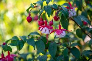 Fuchsia flower growing in Far East photo