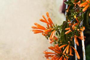 Pyrostegia venusta, commonly known as flamevine or orange trumpet vine photo