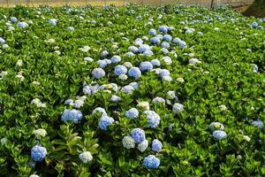 Hydrangea field and plantations in the city of Da Lat in Vietnam photo