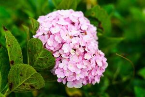 pink Hydrangea flowers in the city of Da Lat in Vietnam photo