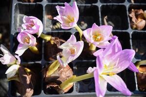 Colchicum flowers autumn crocus or naked lady with bulbs in the box on the market photo