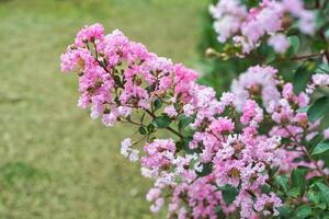 Lagerstroemia commonly known as crape myrtle growing in Vietnam photo