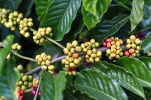 Coffee beans tree growing in Da Lat Vietnam photo