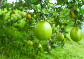 Crescentia cujete, commonly known as the calabash tree growing in Vietnam photo