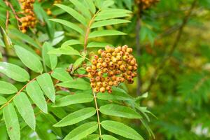Rowan Amur Sorbus pohuashanensis grow in Far East Russia photo
