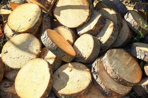 Tree trunk sawn in round pieces with sawdust under sunlight. deforestation photo