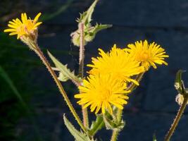 Helminthotheca echioides, Picris echioides, Bristly Oxtongue, Compositae. Summer. On a dark background photo
