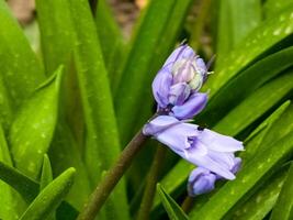 Blue flowers of the early bulbous plant Scilla Chionodoxa luciliae in a spring garden. Close-up photo
