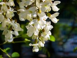 Close-up of blooming white acacia Robinia pseudoacacia in spring in wild. Blurred background photo