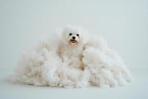 Fluffy white dog in a cloud of white fluff photo