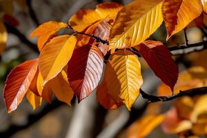 Vibrant fall foliage. Autumn leaves in a mix of fiery orange and russet hues. Sunlight highlights the intricate leaf patterns photo