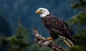 Majestic bald eagle perched atop a weathered branch, overlooking a misty forest backdrop photo