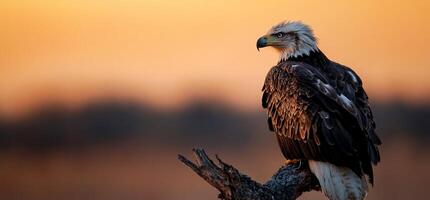 An eagle sits on a branch at sunset photo