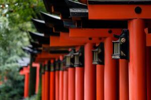 A row of vibrant red torii gates photo
