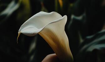 Close-up of a pristine white Calla Lily photo