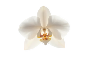 Elegant white orchid flower with soft petals on a transparent background. png