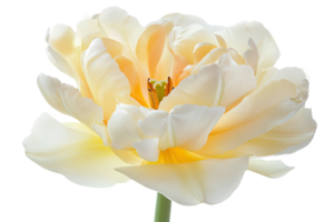 Close up of White and Yellow Tulip Bloom with Transparent Background in Studio Lighting png