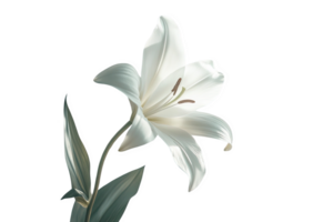 Elegant White Lily with Detailed Petals and Green Leaves on Transparent Backdrop png