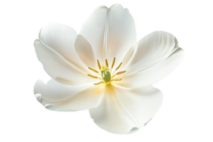 Isolated Single White Tulip Flower with Visible Petals on Transparent Backdrop png