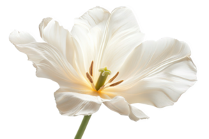 Isolated White Tulip Flower Bloom on Transparent Background Studio Shot png