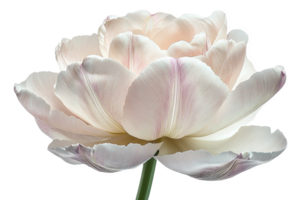 Macro Shot of Light Pink and White Tulip Flower with Transparent Background png