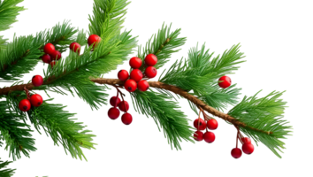 Cotoneaster bush, red berries covered with Tech Transparent Background png