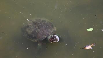 Aquatic turtle navigating through a tropical wetland, Trachemys callirostris wildlife photography video