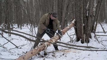 Man Sawing a Fallen Tree in Winter Forest, A man in winter clothing uses a saw to cut a fallen birch tree in a snowy forest for bushcraft purposes. video