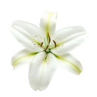 Realistic flower white lily artificial isolated on transparent background, perfect for design projects png