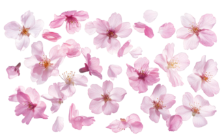 Pink cherry blossoms serene petals gently falling against a transparent and creating a background, and beautiful spring scene png