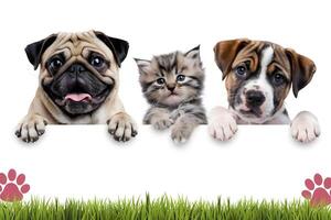 Pug peeks over a white banner, alongside cheerful kitten and puppy, inviting customization photo