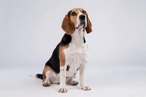 Tri colored beagle gazes upward, calm and serene against white background photo