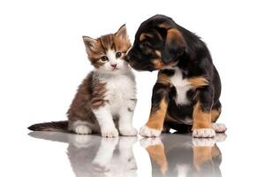 Kitten and puppy share a bond, reflected on the smooth white surface beneath photo
