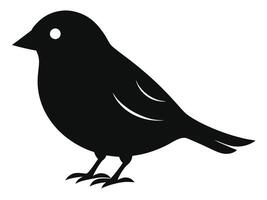 A black bird is standing on a white background vector