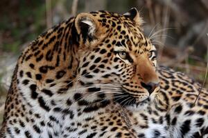 Leopard with intense gaze, black rosettes, and blurred natural background photo