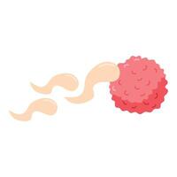 Spermatozoons, floating to ovule vector