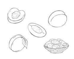 Apricot fruit set. Hand drawn isolated illustration on white. Whole apricots with leaves, sliced fruits, and dried apricots in a wooden bowl. vector