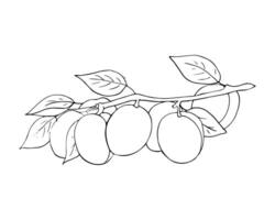 Apricots growing on tree branch. Hand-drawn fruits bunch with leaves. isolated illustration on white background vector