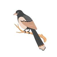 Cute swift bird on a branch. Detailed flat illustration vector