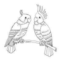 Hand-drawn outline parrot birds on a branch on a white background. Illustration vector