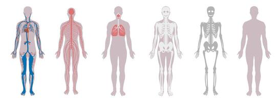 Human Body Systems, A Visual Depiction of Anatomy and Internal Structures vector