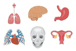 Anatomical Illustrations Depicting Key Organs in a Detailed Medical Diagram vector