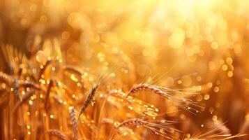 Sikh New Year, Baisakhi, Vaisakhi, abstract golden background, graceful ears of wheat, dew drops, glitter and radiance, horizontal banner, copy space, free space for text photo