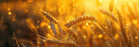 Sikh New Year, Baisakhi, Vaisakhi, abstract golden background, graceful ears of wheat, glitter and radiance, horizontal banner, copy space, free space for text photo