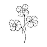 Hand-drawn black and white illustration of three lucky four-leaf clovers. A timeless botanical symbol of luck and prosperity, ideal for Irish folklore, St. Patrick s Day and natural products designs vector