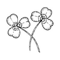 A black and white drawing of two intersecting shamrocks. A symbol of Irish traditions, luck, and St. Patrick s Day. Perfect for decorations, greeting cards, illustrations, designs and festive elements vector