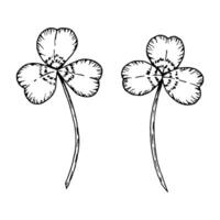 A black and white drawing of two shamrocks, clovers with long stems. A symbol of luck, nature and Irish traditions. Ideal for illustrations, greeting cards, decorations, designs and St. Patrick s Day vector
