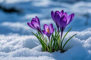 Dutch crocus flowers blooming in the snow during spring ideal for naturalizing in grass landscapes. photo