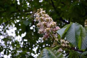 Beautiful blooming chestnut tree in springtime garden photo